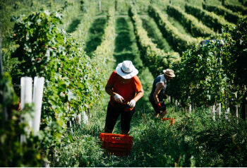 Wein Herstellung: So wird Naturwein gemacht