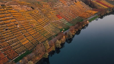 Wine-growing regions in Germany: The diversity of German wine culture