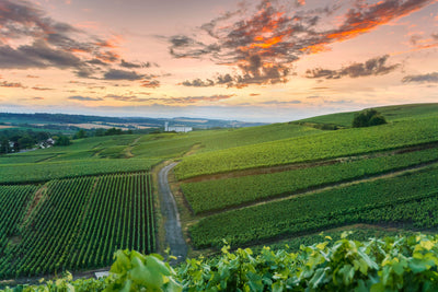 Weinanbaugebiete Frankreich: Eine Reise durch die renommiertesten Weinregionen